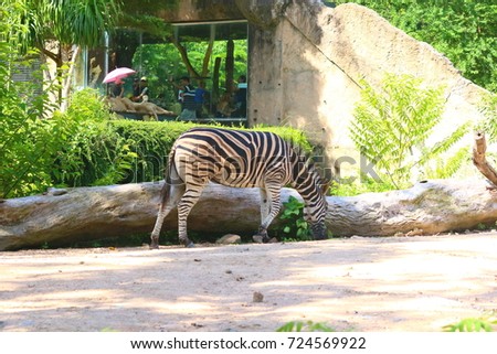 Zebras are several species of African equids (horse family) united by their distinctive black and white striped coats. Their stripes come in different patterns, unique to each individual.