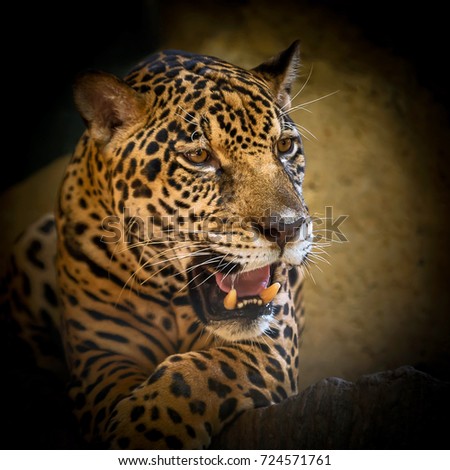 Jaguar portrait in the zoo.