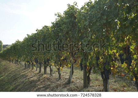 Vineyards waiting for harvest