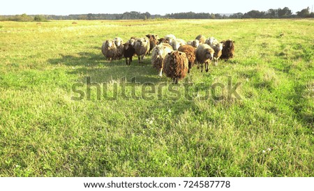 a herd of sheep on the pasture