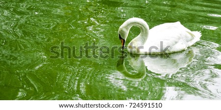 white swan reflected in water
