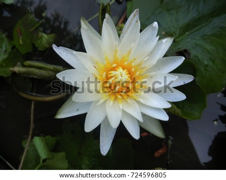 The white lotus bloom in the morning during the rainy season.   