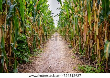 A corn maze or maize maze is a maze cut out of a corn field. The first corn maze was in Annville, Pennsylvania. Corn mazes have become popular tourist attractions in North America. Royalty-Free Stock Photo #724612927