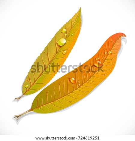 Yellow autumn long narrow willow leaves isolated on a white background