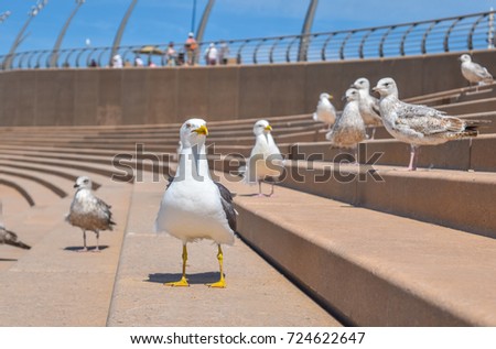 The sea gull looking at camera and waiting for food on the step at Pleasure beach in Blackpool, Lancashire, England.