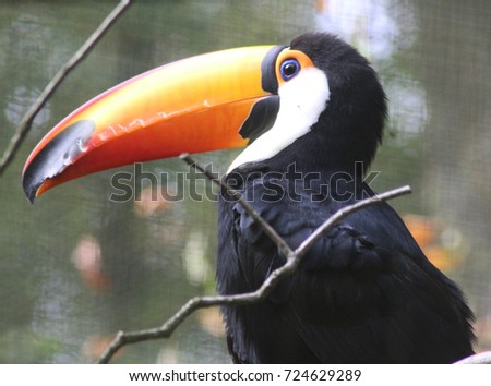 toco toucan (Ramphastos toco)