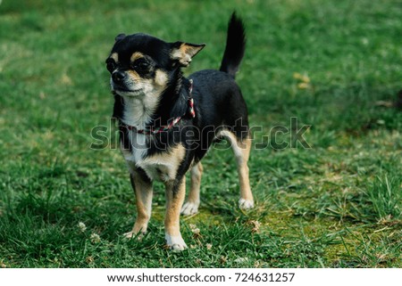 dog puppy cute chihuahua grass nature