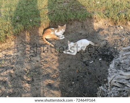 a white and brown cats staring at me in a park