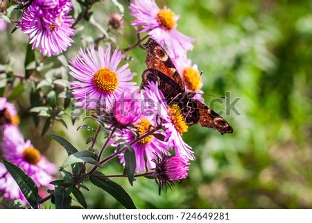 Peacock butterfly on flowers of Aster