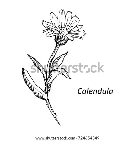 Calendula Herb Hand Drawn Botanical Illustration Vector