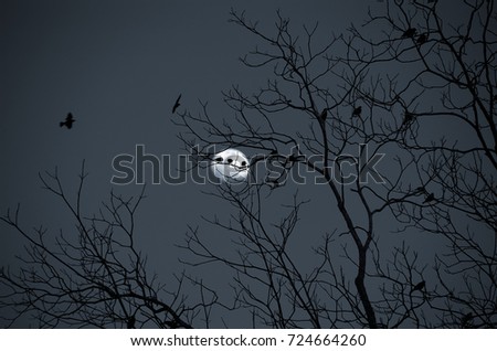 Birds on a tree at night with the moon in the background. Baton Rouge, Louisiana, USA.