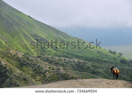 A horse with volcano texture background.  East Java ,Indonesia