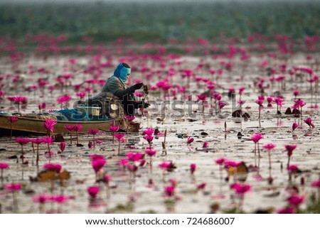 Background of Water lily with fisherman in the swamp , Northern of Thailand