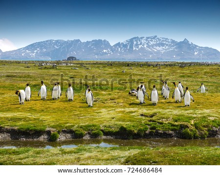 Wide view of South Georgia Island landscape and nature with a group of king penguins walking and preening on the green grasses and lichens of Fortuna Bay, snow-capped mountains in the background. Royalty-Free Stock Photo #724686484