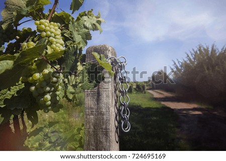 vine stock with white grapes