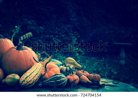 Fall Thanksgiving Display of Pumpkins and Gourds in Outdoor Natural Setting with Dark Background with room or space for copy, text, words or design.  Horizontal with moody and trendy cross processing