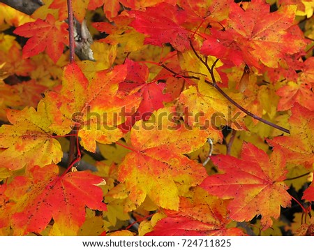 Fall Color -  A close-up of vine maple fall  leave colors 