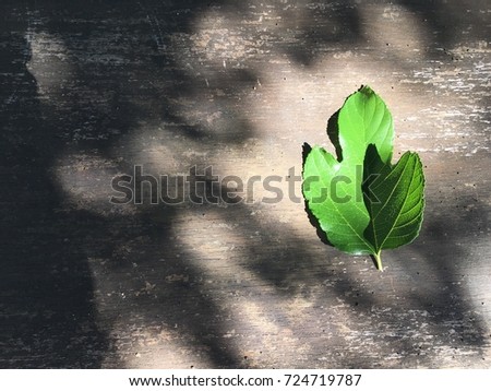 Mulberry leaf on old wood, shadow of leaf on branch, due has sunshine.