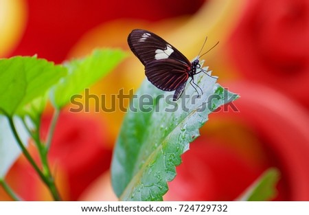 A butterfly on a leaf.