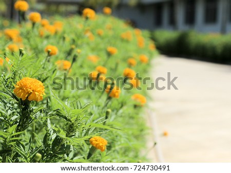 marigold / Calendula Officinalis