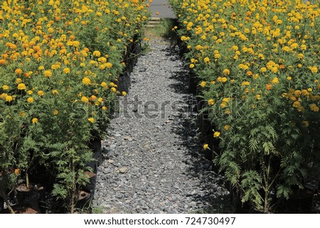 marigold farm