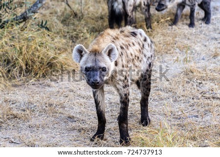 Spotted Hyena on dirt road