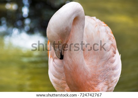 A Pink Flamingo close up shot bending its neck. 
Taken in Beppu, Japan on August 12, 2017