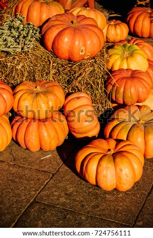 autumn harvest, pumpkins for Halloween, vegetables of round shape