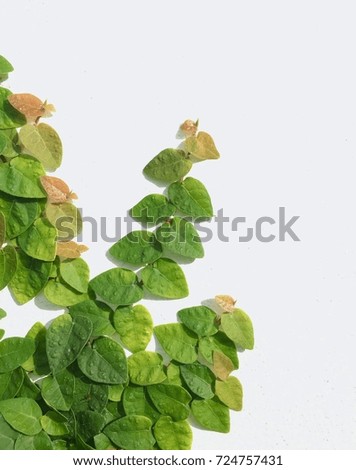 leaf pattern with white background