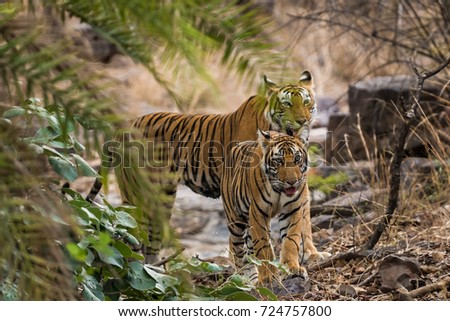 Tigress Laila with her male cub at Ranthmbhore National Park, India