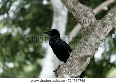 Close up picture of A Crow on the branches