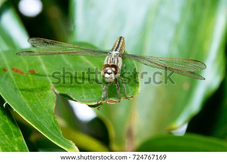 Hydrobasileus croceus Brauer, Amber-Winged Marsh dragonfly from Kerala India