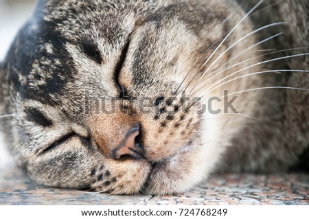 face of sleepy cute brown cat  sleeping on the concrete table 