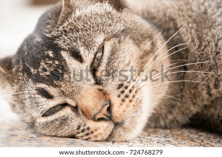 face of sleepy cute brown cat  sleeping on the concrete table 