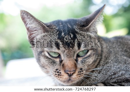 face and fierce eyes of cute brown thailand cat while looking something 