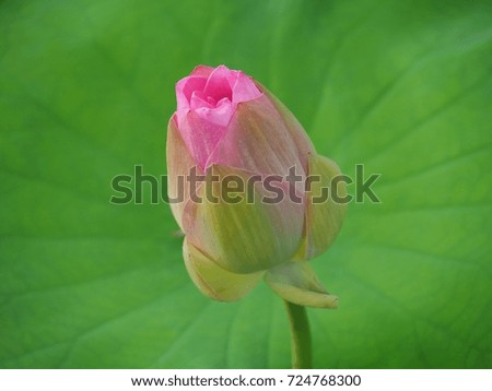 Lotus background is green lotus leaf        