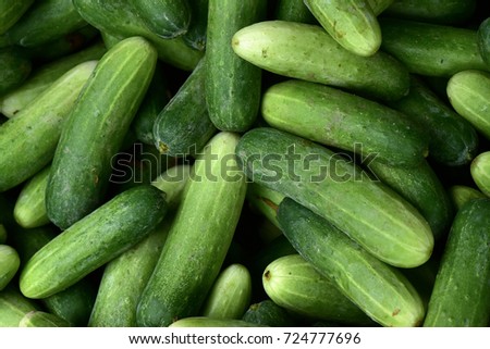 Cucumber background Cucumber harvest. many cucumbers. cucumbers from the field. Royalty-Free Stock Photo #724777696