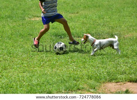 motion picture of Jack russell dog plays soccer or football with little kid