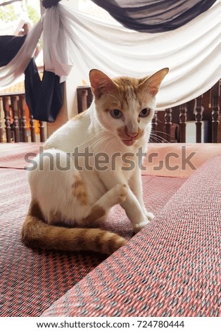 Cat sit on the mat.