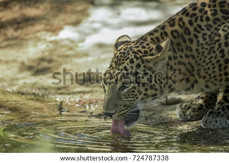 leopard drinking water