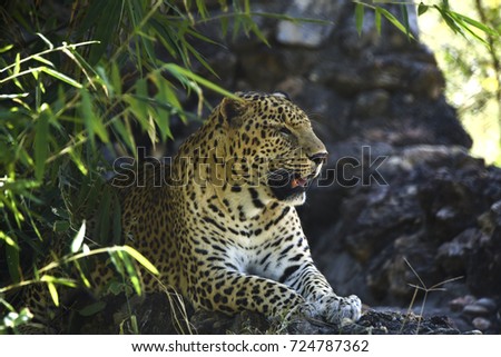 leopard sitting in the deep forest