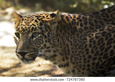 leopard closeup