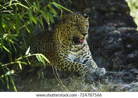 leopard sitting in the deep forest