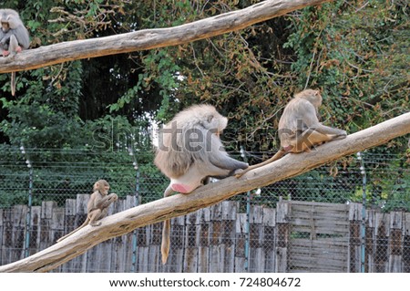 hamadryas baboon family sitting on wooden bar