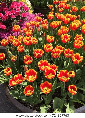 Tulip flowers in spring decorated at the spring festival in Seoul, South Korea