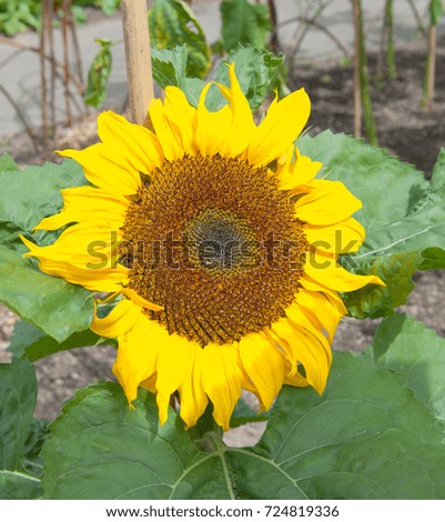 Flower Head of a Sunflower (Helianthus) 