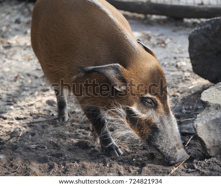 red river hog (Potamochoerus porcus)