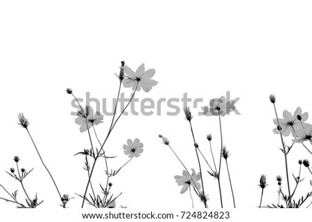 Black and white starbrust flowers.