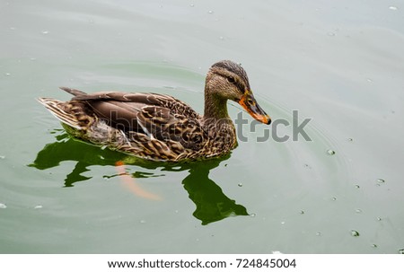 the duck swims along the lake