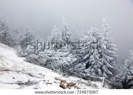winter landscape with snowy fir trees